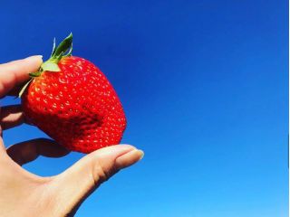 土日祝 時間無制限 鉾田 いちご狩り 当園オリジナル品種を食べ放題 9 30または13 00からのご案内 コロナ対策実施中 深作農園 じゃらん遊び体験 土日祝 時間無制限 鉾田 いちご狩り 当園オリジナル品種を食べ放題 9 30または13 00からのご案内 コロナ対策実施中 深作農園 じゃらん遊び体験