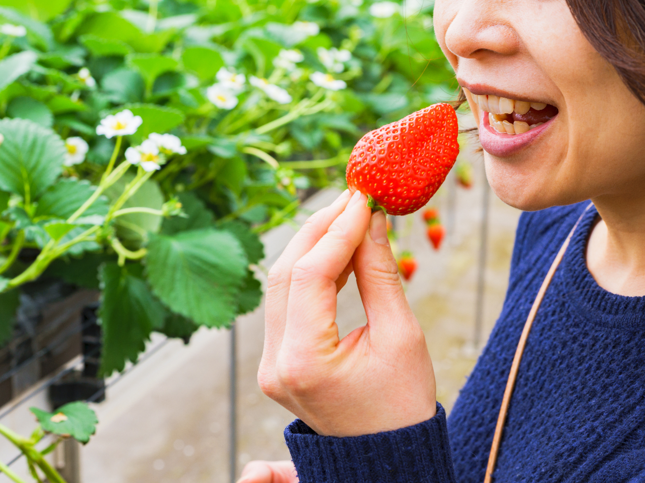 �[��_���̂��������́y���Ԗ������H�ו���z��ܗ𑽐��̔��������C�`�S��S�䂭�܂ł��y���݂���������