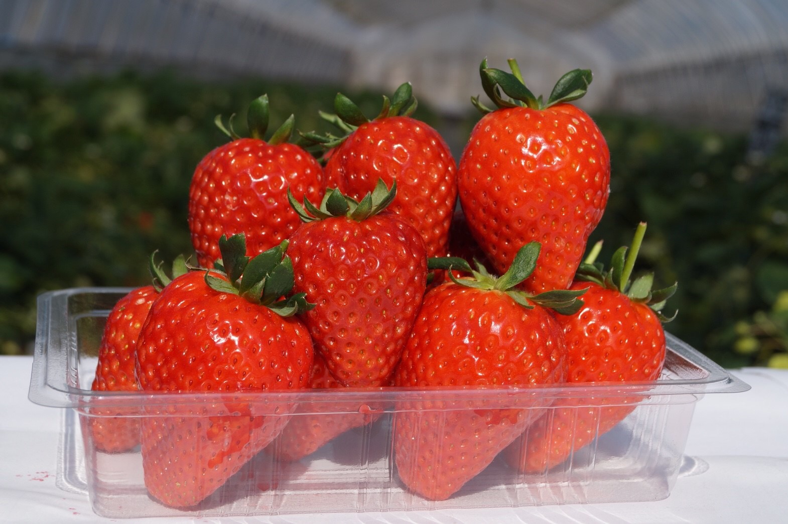 栃木限定 いちご狩り 苺 キティ 根付け ストラップ ご当地 激レア 新品 休み 栃木限定 いちご狩り 苺 キティ 根付け ストラップ ご当地 激レア 新品 休み