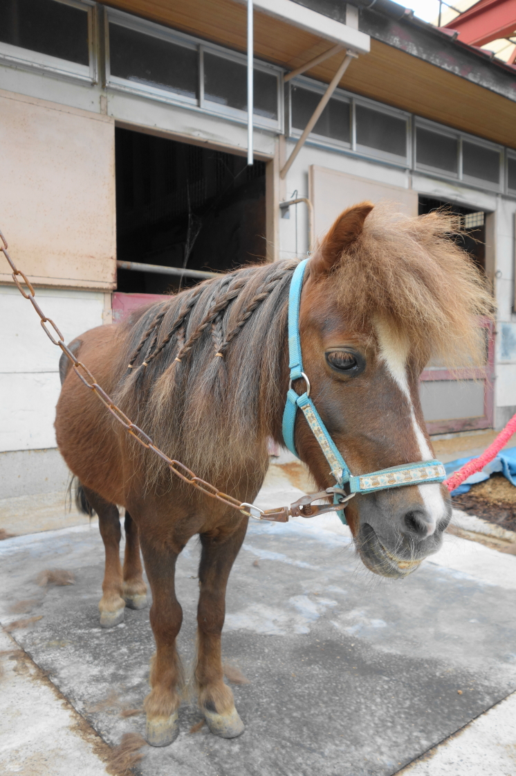 茨城／守谷【引き馬体験 ￥500】気軽に乗馬体験♪カウボーイ