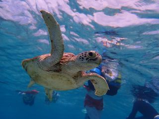 海ガメと一緒に泳げる優越感!そんな世界観を覗きにきませんか?