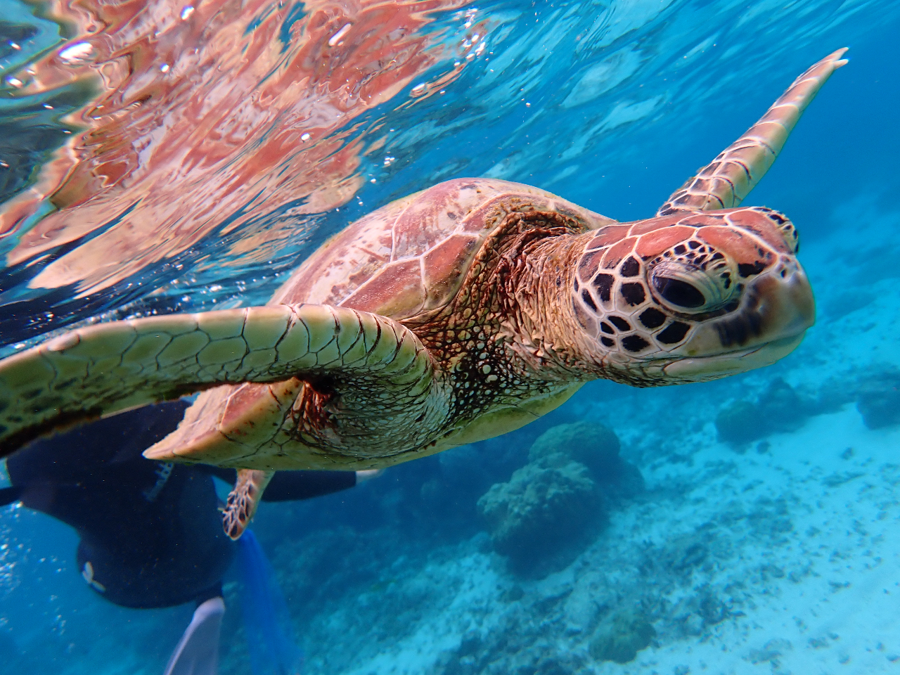 シュノーケルツアー】海亀スイムと珊瑚礁群生エリアを巡る当店人気No  