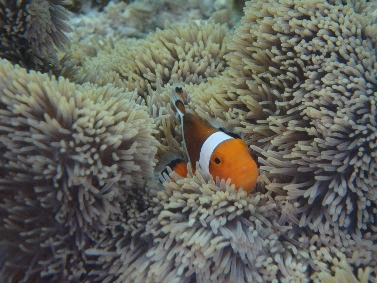 シュノーケルツアー】海亀スイムと珊瑚礁群生エリアを巡る当店人気No  