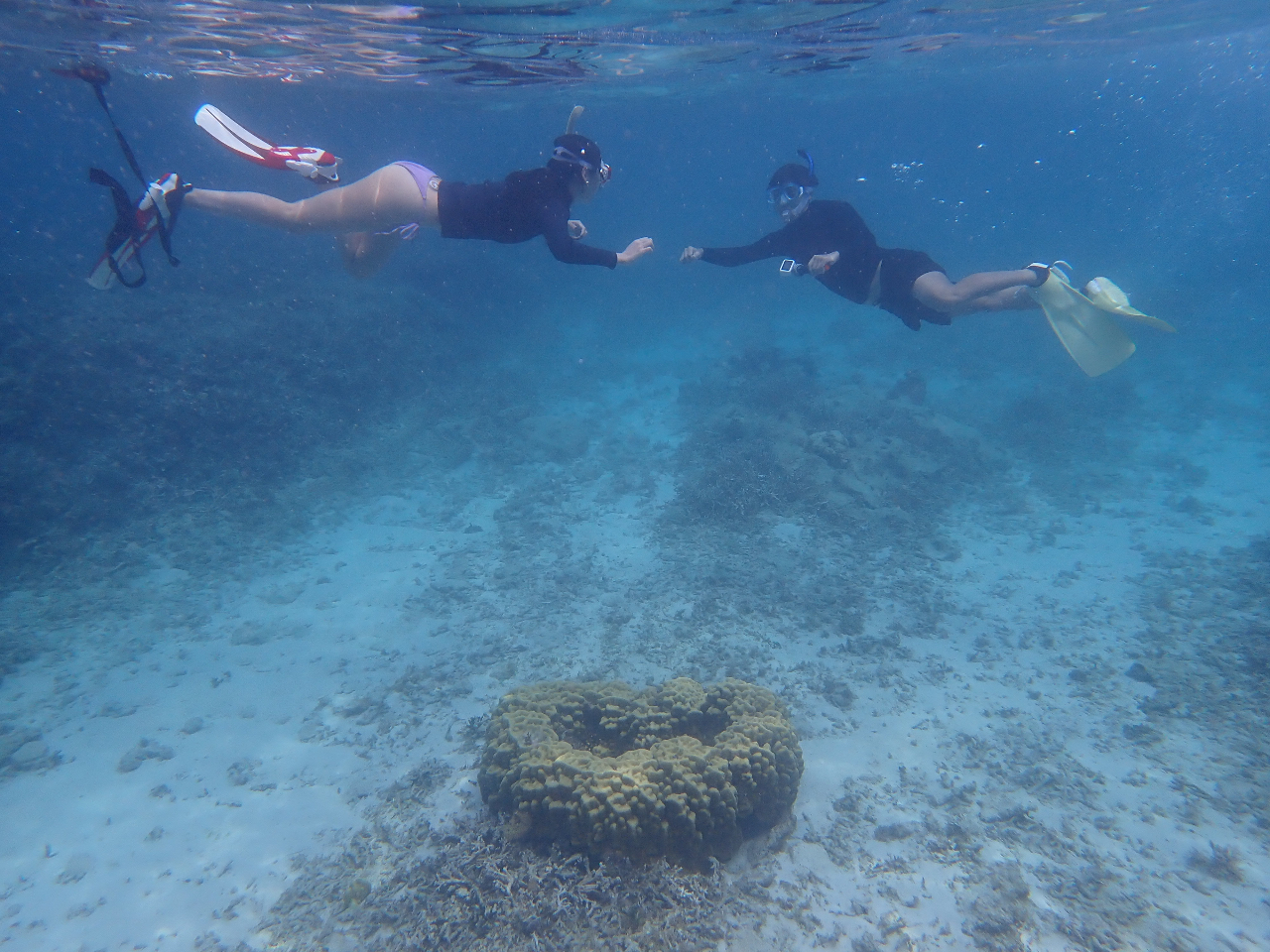シュノーケルツアー】海亀スイムと珊瑚礁群生エリアを巡る当店人気No  
