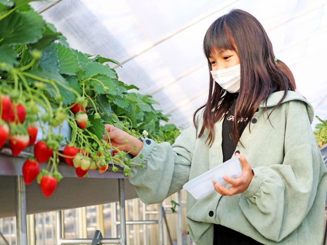 千葉 富里 30分食べ放題 とちおとめにこだわったいちご狩り体験 酒々井アウトレットから車で約10分 お買いものと一緒にいちご狩りが出来ます 23年 ベリーズファームあつた じゃらん遊び体験 千葉 富里 30分食べ放題 とちおとめにこだわったいちご狩り体験 酒々井アウトレットから車で約10分 お買いものと一緒にいちご狩りが出来ます 23年 ベリーズファームあつた じゃらん遊び体験