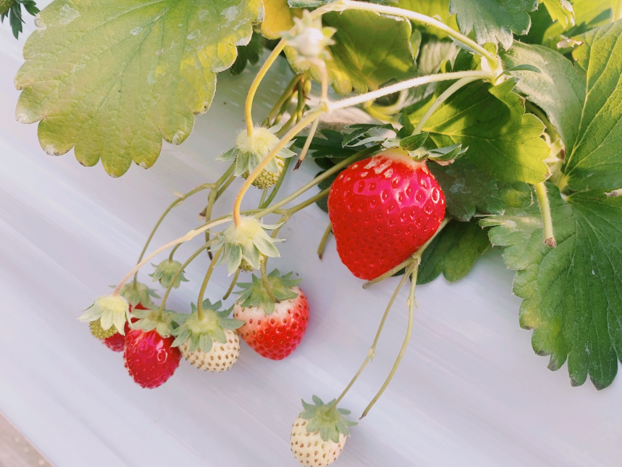 ���n�������H�ו���I