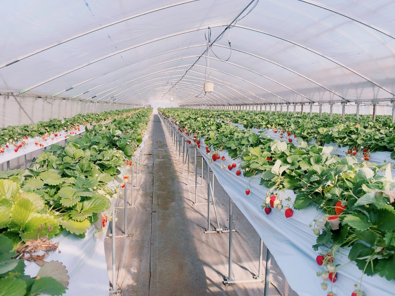 �������L�X�ȒʘH���Ȃ̂ŁA�x�r�[�J�[�̂��q�l�₨�q�l�����S�I