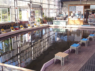 【君津・ドーム釣り堀】小池★魚のサイズが小さく、数もたくさん釣れるので初心者の方...