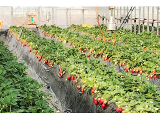 ただいま直売のみ営業中 千葉 柏 味にこだわりあり 土耕栽培 有機肥料のみで育てたいちごのいちご狩り 30分食べ放題 渡会いちご園 じゃらん遊び体験 ただいま直売のみ営業中 千葉 柏 味にこだわりあり 土耕栽培 有機肥料のみで育てたいちごのいちご狩り 30分食べ放題 渡会いちご園 じゃらん遊び体験