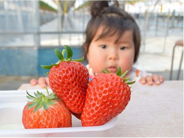 完熟で新鮮で甘さたっぷりないちごは、いちご摘みでしか味わえません!