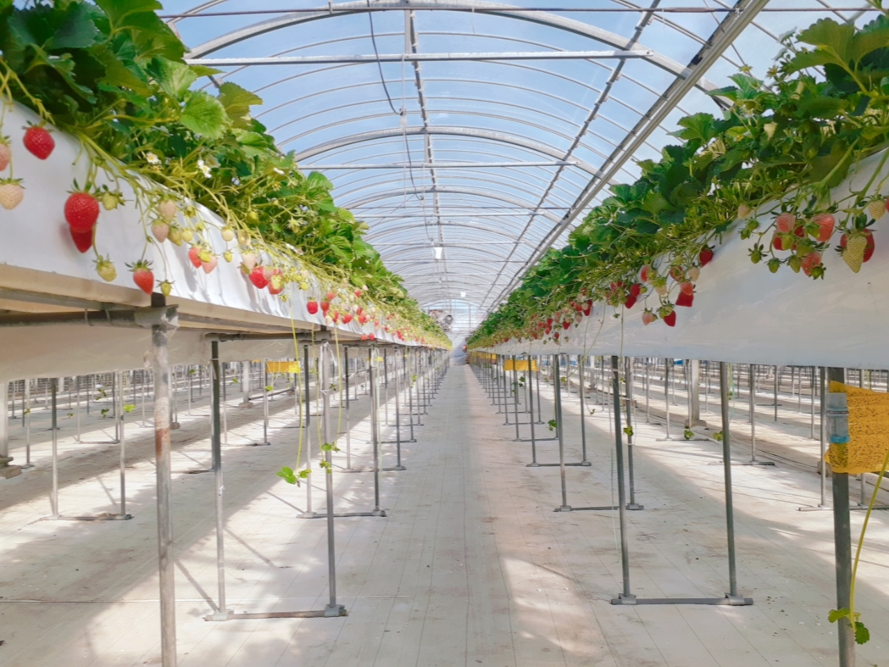 広々ハウスでいちご狩りを楽しんでください♪