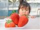 完熟で新鮮で甘さたっぷりないちごは、いちご摘みでしか味わえません!