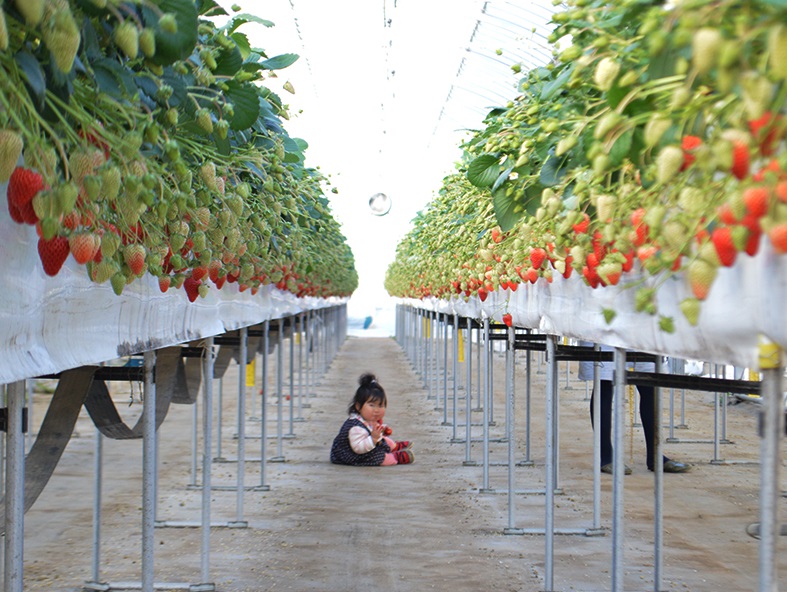 【静岡/掛川/いちご狩り】【1/10~3/31】嬉しい時間無制限♪当園が開発した...