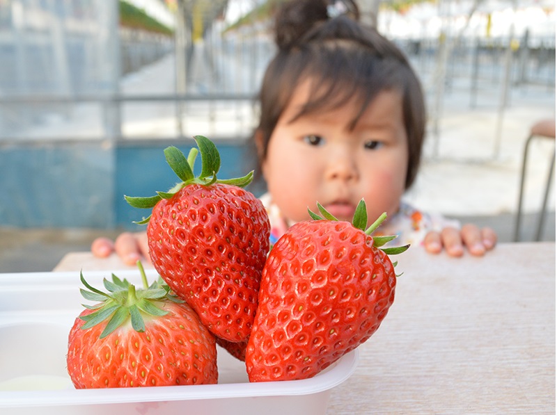 完熟で新鮮で甘さたっぷりないちごは、いちご摘みでしか味わえません!