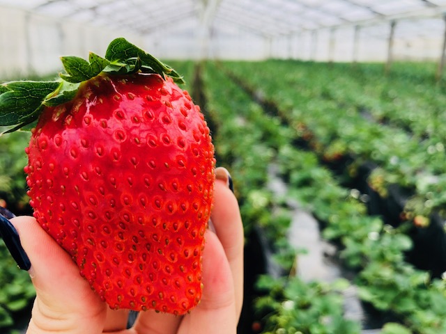 〈2/1~3/31〉【いちご狩り|30分食べ放題】糖度は驚異の16度以上(MAX...