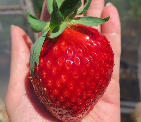 ��̂Ђ炩�炱�ڂꗎ�������ȑ傫���̃C�`�S�������E�E�E�I�������烉�b�L�[�ł���