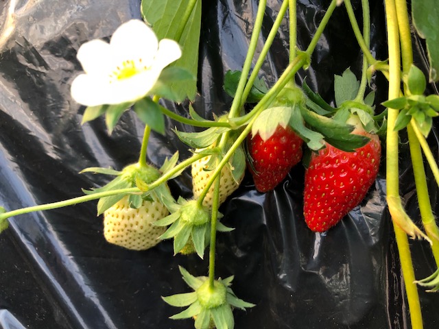 4���ȍ~���܂��܂��Á`���C�`�S�I���񏢂��オ���Ă���������