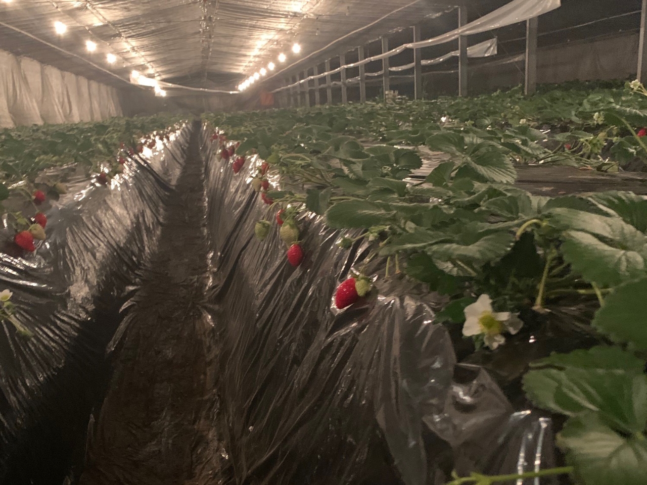 <2/1~5/31><毎日1グループ限定!!/ナイト苺狩り>【いちご狩り|30分...