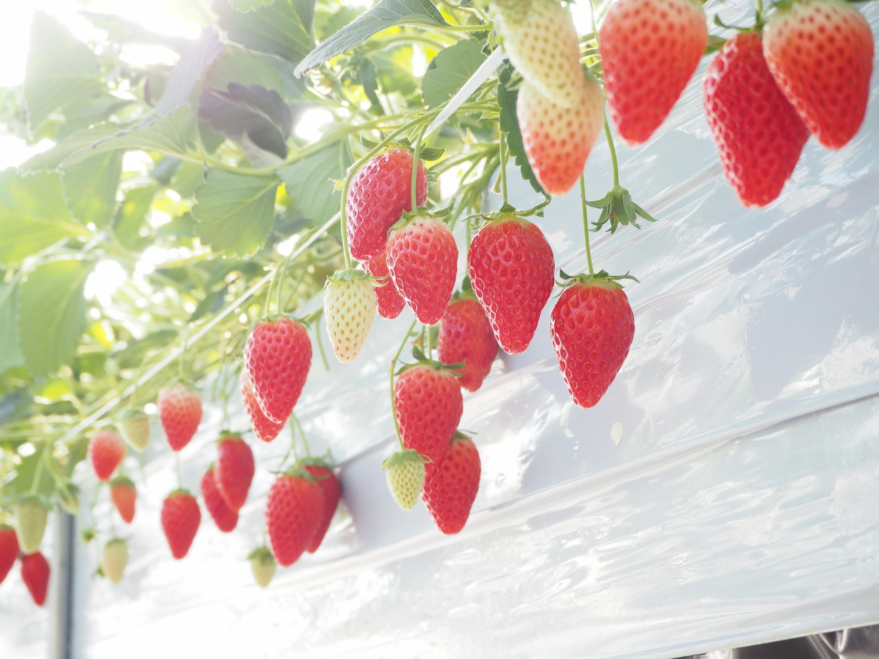 ��������̂������B�`�H�ה�ׂ��v�������ł����Ⴂ�܂��I�I