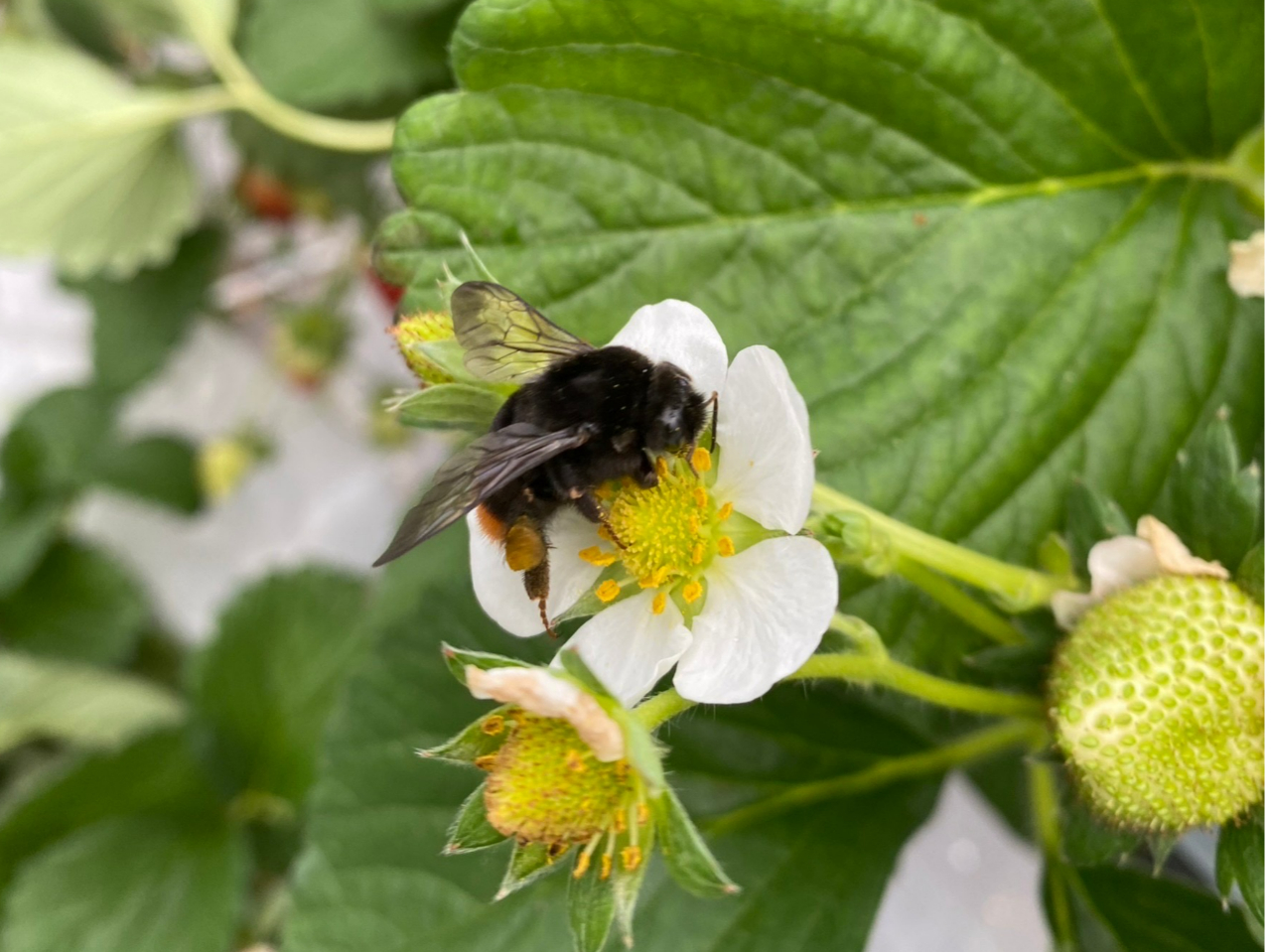 󕲍ƒ̃}nio`BDĂ(*^-^*)