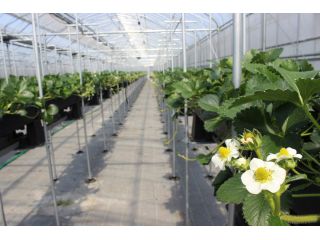 コロナ対策中 下関でいちご狩り じゃらん特典付き 水耕 サラダ 野菜のプレゼント 60分間のいちご食べ放題に嬉しいお野菜付きプラン さんいんファーム じゃらん遊び体験 コロナ対策中 下関でいちご狩り じゃらん特典付き 水耕 サラダ 野菜のプレゼント 60分間のいちご食べ放題に嬉しいお野菜付きプラン さんいんファーム じゃらん遊び体験