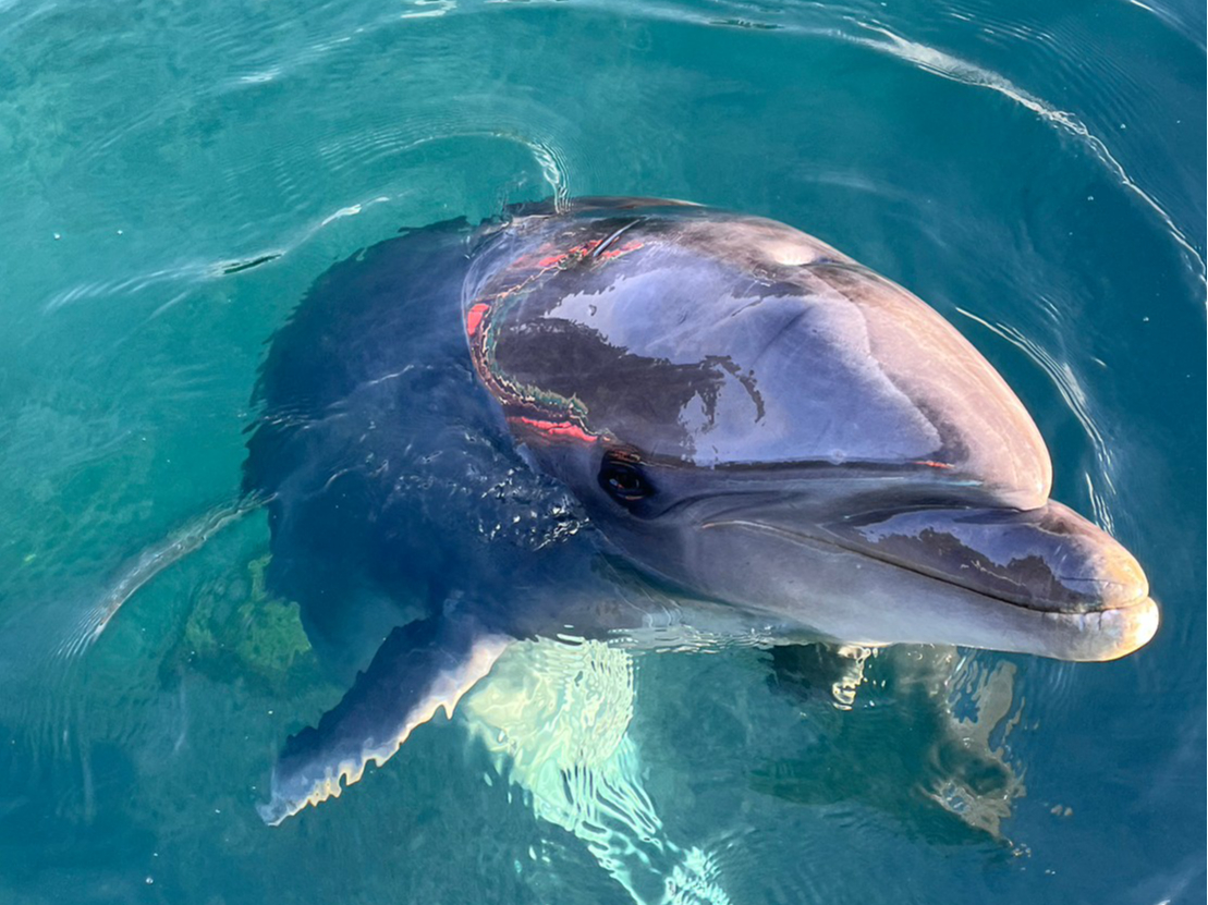 貸し切りだからこそ、ゆったりとバンドウイルカとのふれあいのひと時をお楽しみください。(種類が予告なく変更されることがあります)