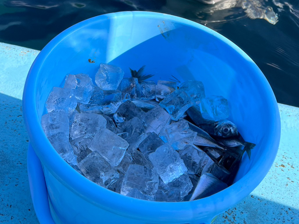 エサは、アジやサバ…季節によって変わります。