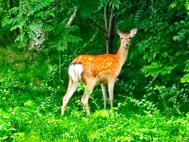 シカさんとばったり