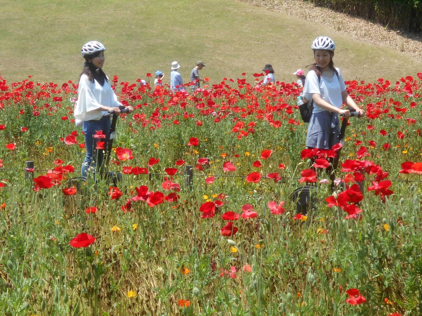 i͌Ă܂ȐXь̂낳𔭌Ă݂܂傤I