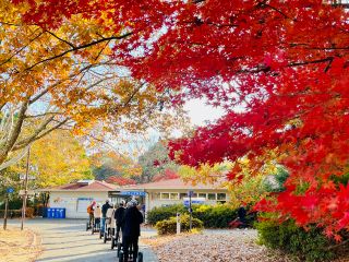 秋の紅葉をぜひお楽しみください