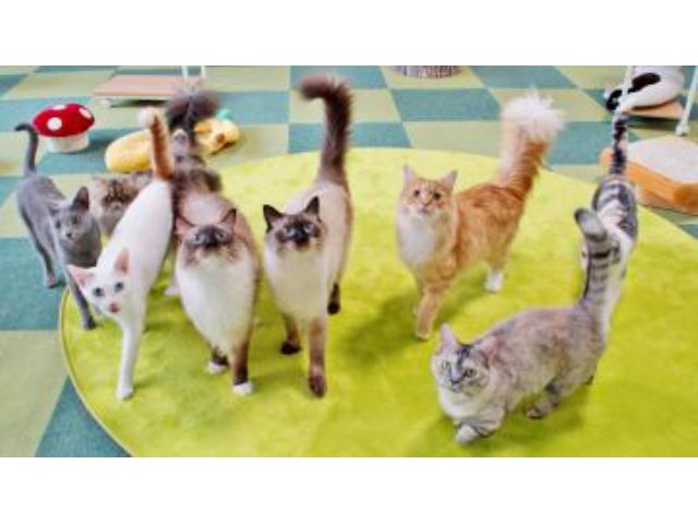 秩父 猫カフェ 30分コース いつ来ても猫が寄ってきて触れあえて猫と遊べる ねこあそび じゃらん遊び体験