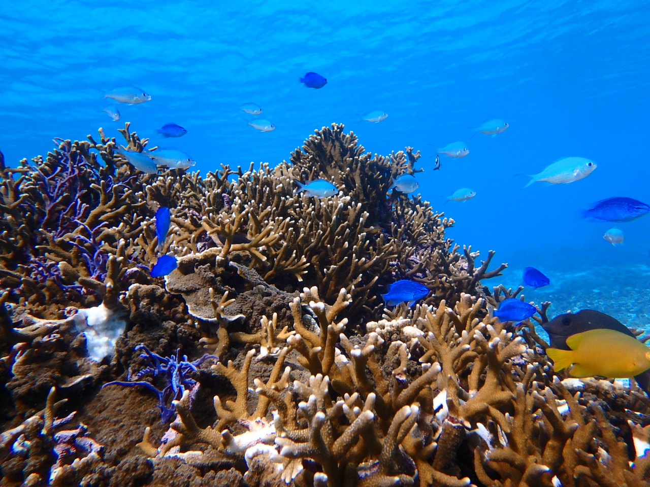 地域共通クーポン対応 沖縄 宮古島 熱帯魚と泳ぐ体験ダイビングツアー 写真無料お渡し付 トラベルコ