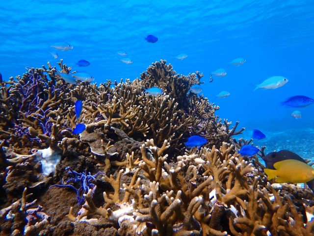 地域共通クーポン対応 沖縄 宮古島 熱帯魚と泳ぐ体験ダイビングツアー 写真無料お渡し付 瀬底ビーチマリンクラブ宮古島店 じゃらん遊び体験