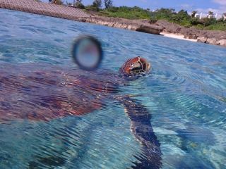 22年再開予定 宮古島 海のアイドル うみがめ探索シュノーケリングツアー 写真付き 女性にオススメ 瀬底ビーチマリンクラブ宮古島店 じゃらん遊び体験 22年再開予定 宮古島 海のアイドル うみがめ探索シュノーケリングツアー 写真付き 女性にオススメ 瀬底ビーチマリンクラブ宮古島店 じゃらん遊び体験