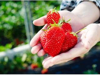 真っ赤な『紅ほっぺ』をどうぞ