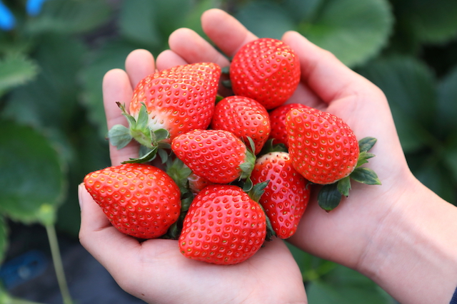 ���肢���ς��̂������I���������ς������オ���