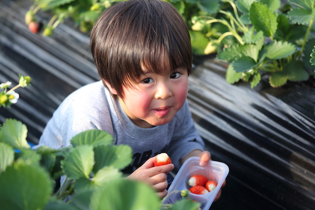 ���n�܂ŉh�{����������󂯂ăX�N�X�N������������̊Â��͊i�ʁ�