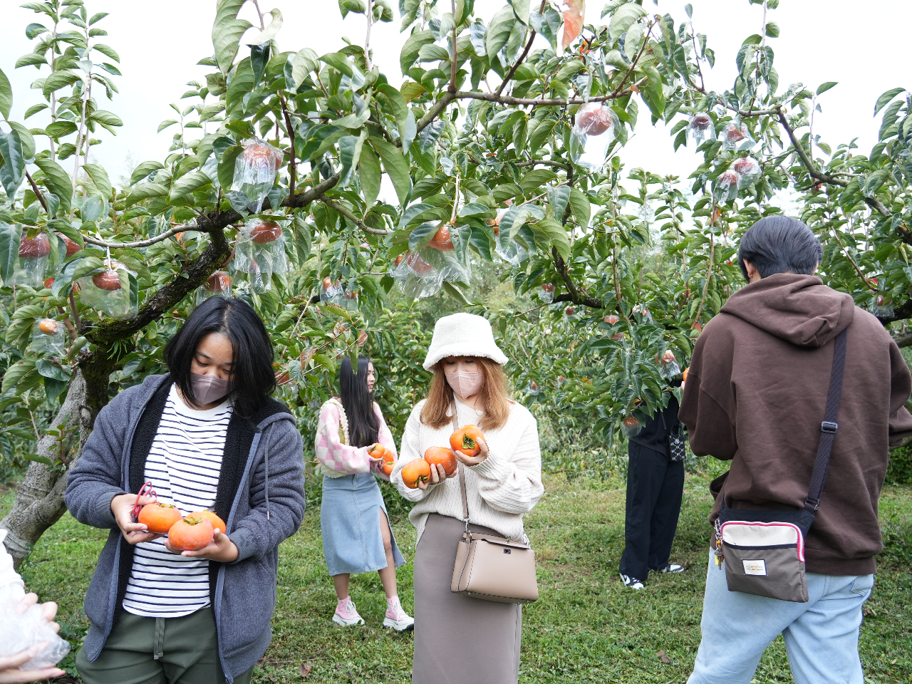 柿農園にて収穫体験