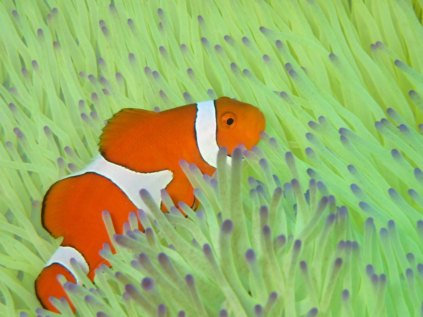 ƑEFBElEql̊FlɑlCIꗷsɌȂCVсI厩Rݏo_̓Aփ{[gōsVm[PI