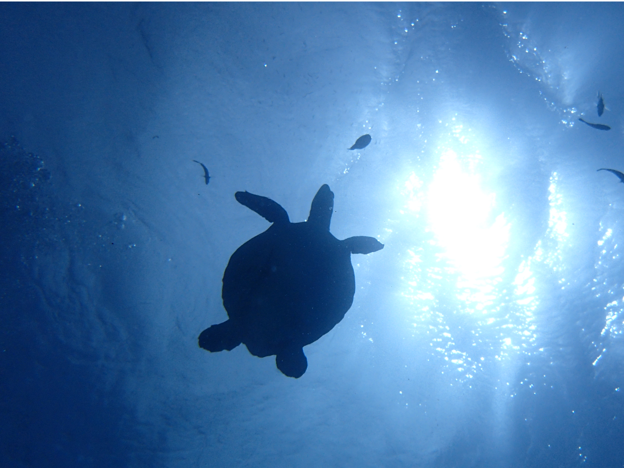 ƑEFBElEql̊FlɑlCIꗷsɌȂCVсI厩Rݏo_̓Aփ{[gōsVm[PI