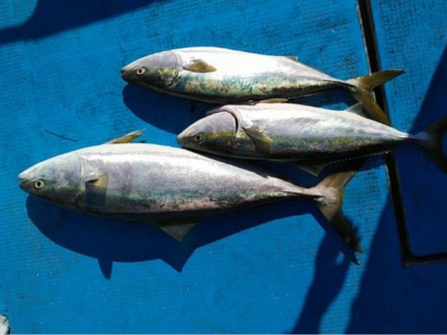 1日本格的な釣り体験 8時間コース フィッシングガイドりょう じゃらん遊び体験 1日本格的な釣り体験 8時間コース フィッシングガイドりょう じゃらん遊び体験