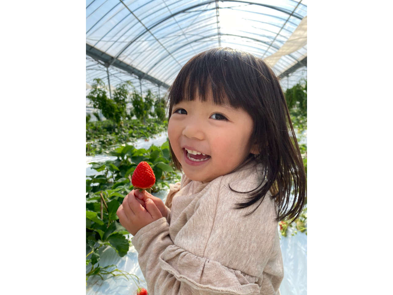 ★県内で一番最初のいちご狩り!昭和58年スタート!長年愛される老舗いちご農園!
★こだわりの「さがほのか・恋みのり」を40分食べ放題♪
★アクセス良好!市内から車で約30分大里バス停留所から徒歩5分!