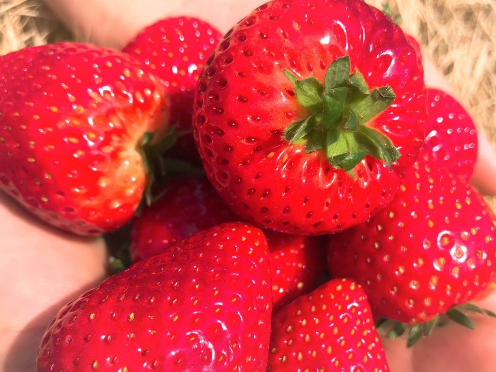 �����Z���ł��I�H�ׂ���ɕ@�ɃX�[�b�Ɣ����鍁������\���Ă�������(�L�`�M)Ӹ�Ӹ�