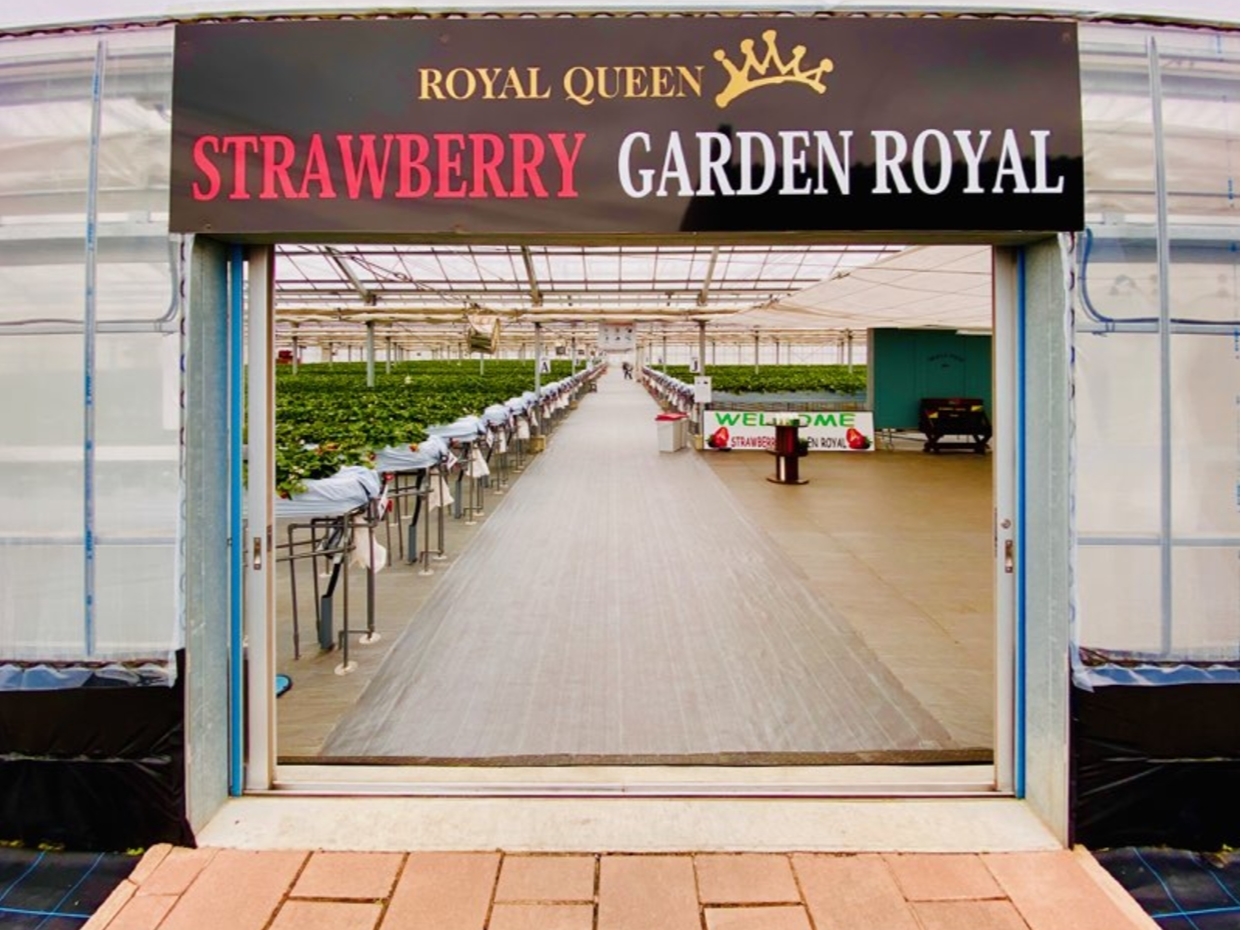 いちご狩りは高設です☆汚れず楽しめます(*'ω'*)