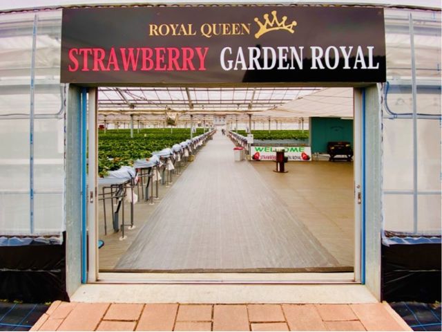 いちご狩りは高設です☆汚れず楽しめます(*'ω'*)