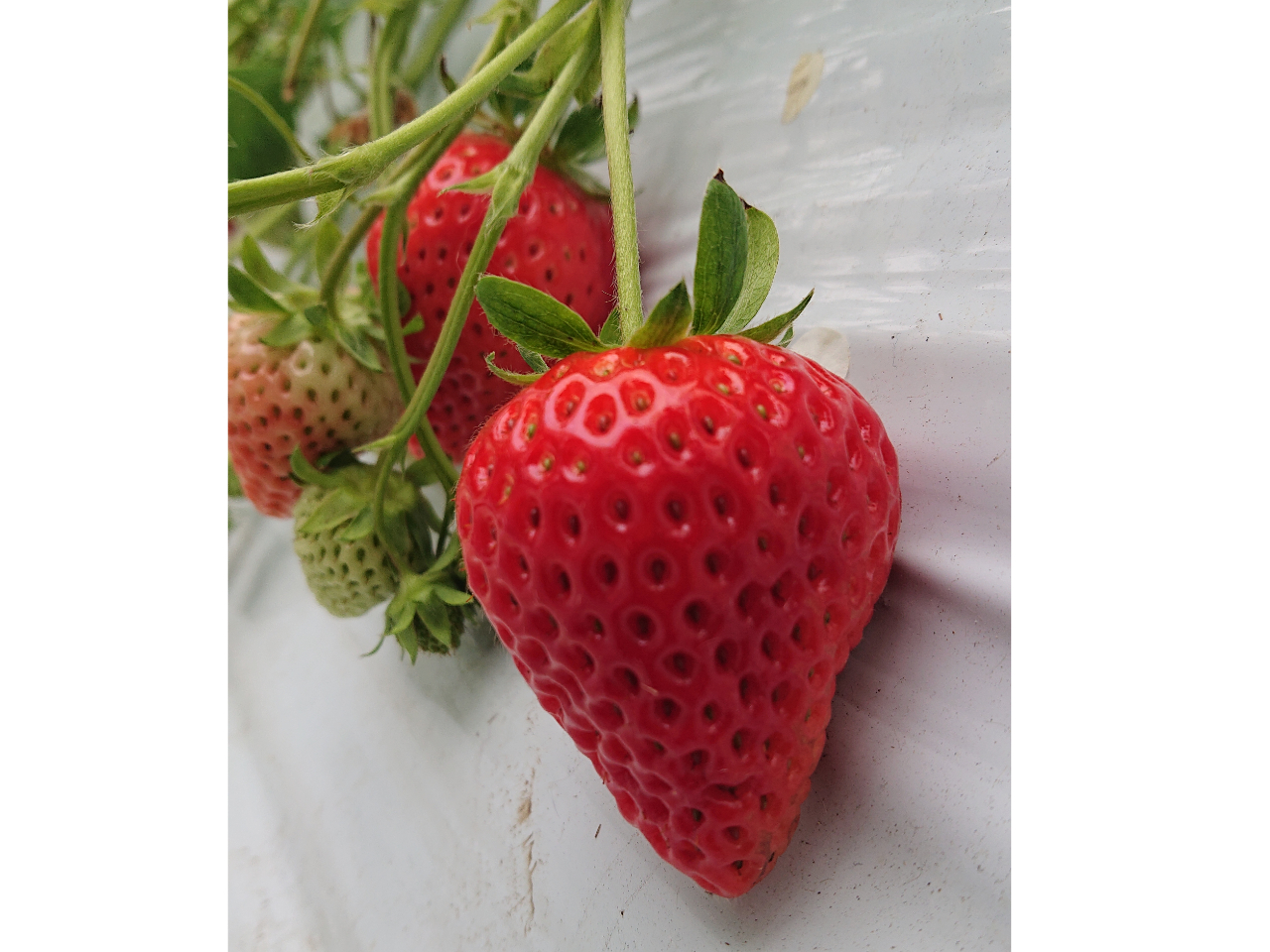 ���������̕i��u�҂��������v�����̂������i��̒��Ől�CNO.1�ƂȂ��Ă���܂��B