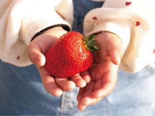 当園自慢の大粒いちご!たっぷりといちごを楽しんでください!