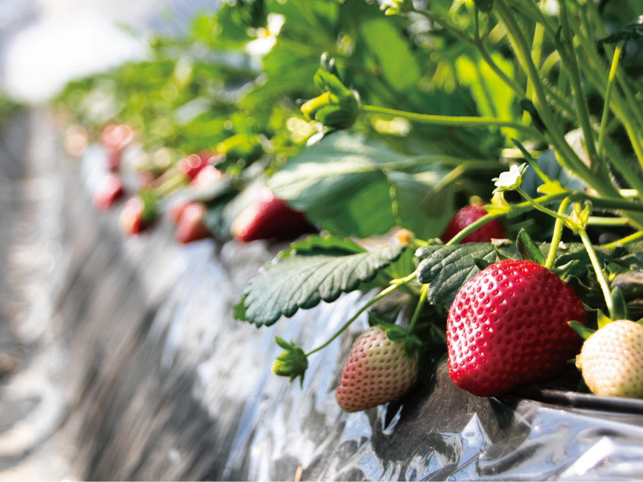 ̂Ȃ̓yk͔|ŁAƍ𒣂Â傫炿܂cႢ̂łqlłny߂܂I