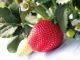艶がありヘタの根元まで赤くなったいちごを、ぜひご賞味ください!