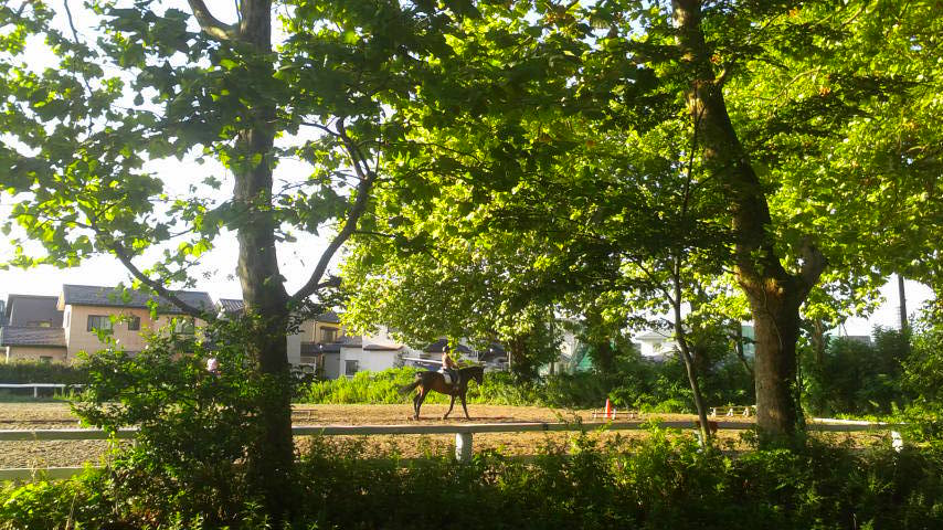 【初心者の方も安心♪ちょっぴりお試し引き馬体験★15分★】~新潟乗馬クラブで馬と...